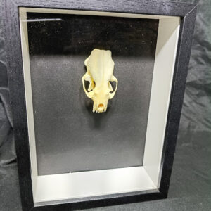 Cráneo de Visón (Shadow Box)