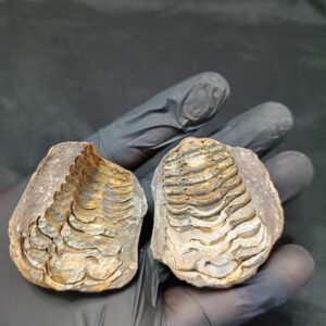 Trilobite (Nódulo)